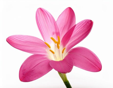 pink zephyranthes flower isolated on white background
