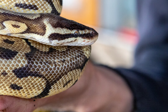Close view of a patterned ball python resting on a hand, highlighting intricate scale markings, warm color contrast and tactile reptile detail &mdash; ideal for exotic pet, educational and editorial 