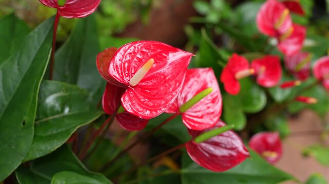 Vibrant red anthurium flowers bloom amidst lush green foliage, showcasing heart shaped petals that add elegance and beauty to any tropical garden or indoor space, creating stunning display of nature