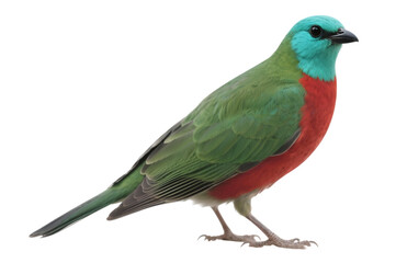 Vibrant bird with green, red, and turquoise plumage