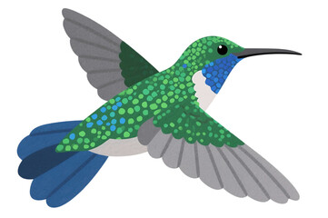 Hummingbird with green and blue feathers in flight