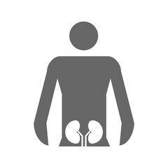 Human Kidneys Anatomy