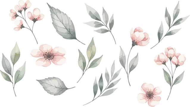 Delicate watercolor illustrations of soft pink blossoms and gray green leaves in a botanical collection