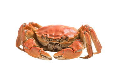 Cooked crab with orange shell and claws on transparent background
