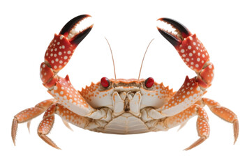 Orange crab with claws raised close up view
