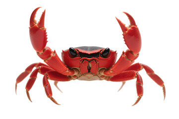 Bright red crab with claws raised on a black background