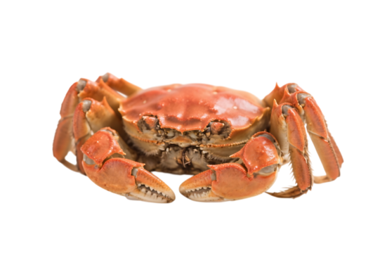Cooked crab with orange shell and claws on transparent background