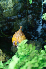 Gideon Horvath Figy. Unique orange fruit nestled among lush greenery near a gentle stream in a serene outdoor setting