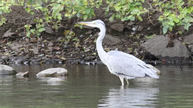 Grey heron