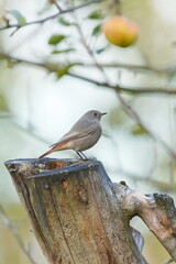 Black Redstart (Phoenicurus ochruros) female perched on a dry apple tree branch — a common bird species in the wild in the Czech Republic.