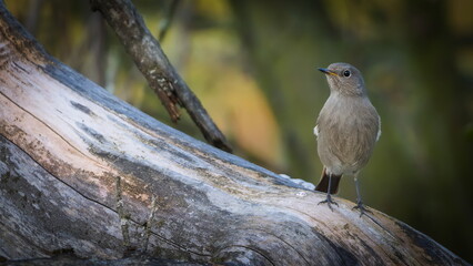 Black Redstart (Phoenicurus ochruros) female perched on a dry apple tree branch — a common bird species in the wild in the Czech Republic.