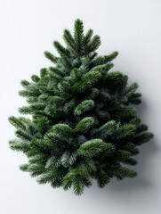 Small evergreen plant with dense needles rests against a light background