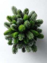 Evergreen foliage forms a dense, round cluster against a light background viewed from above.