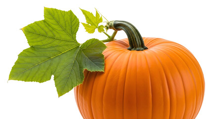 A pumpkin with a green leaf on a black background on transparent background