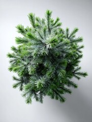 Evergreen conifer foliage viewed from directly above against a light background