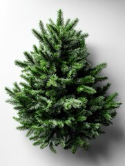 Dense green coniferous foliage forms a symmetrical shape against a light background