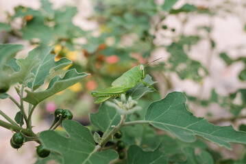 Large green grasshopper is clinging to a green leaf.