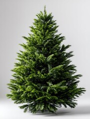 Verdant evergreen foliage creates a dense, conical shape against a light background