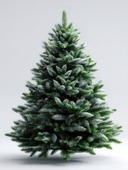 Evergreen fir tree decorated with a light dusting of white frost or snow sits against a neutral background