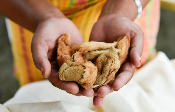 Woman holds Muga Silkworm Cocoons