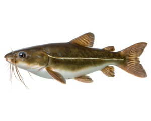Calm brown catfish with long whisker isolated on plain background. This freshwater fish element perfect clipart for aquatic, wildlife, and nature designs
