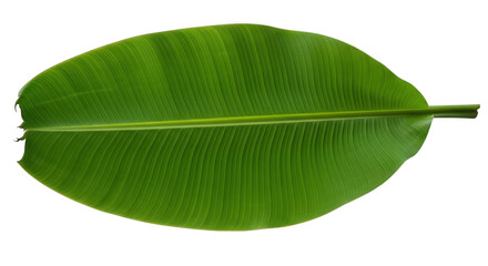 Fresh Green Banana Leaf Isolated On Black Background