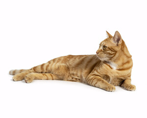 Relaxed ginger tabby cat posing elegantly on a clean white background, looking curiously to the side