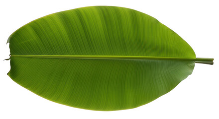 Vibrant Green Banana Leaf Isolated On Black Background
