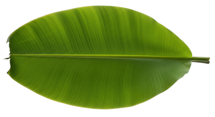 Vibrant Green Banana Leaf Isolated On Black Background