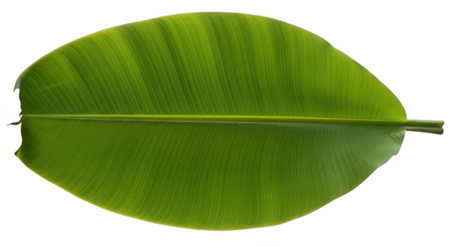 Vibrant Green Banana Leaf Isolated On Black Background