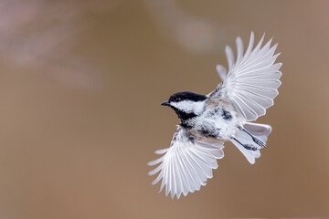 Dancing Black-capped chickadee with spread wide open wings
