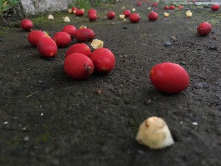 Areca nuts scattered on the ground