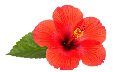 Vibrant Red Hibiscus Flower With Green Leaf On Black Background
