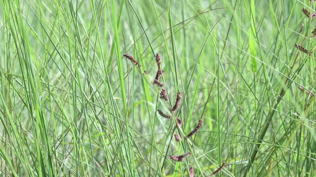Echinochloa colona grass. Its common name&nbsp;jungle rice,&nbsp;wild rice,&nbsp;deccan grass,&nbsp;jharua grass and&nbsp;awnless barnyard grass. It&nbsp;is a type of wild grass originating from tropical Asia.