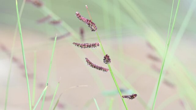 Echinochloa colona grass. Its common name&nbsp;jungle rice,&nbsp;wild rice,&nbsp;deccan grass,&nbsp;jharua grass and&nbsp;awnless barnyard grass. It&nbsp;is a type of wild grass originating from tropical Asia.