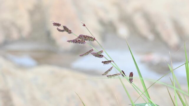 Echinochloa colona grass. Its common name&nbsp;jungle rice,&nbsp;wild rice,&nbsp;deccan grass,&nbsp;jharua grass and&nbsp;awnless barnyard grass. It&nbsp;is a type of wild grass originating from tropical Asia.
