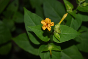 A blooming Marvel of Peru flower that is yellow in color