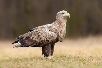 White-tailed eagle / Seeadler (Haliaeetus albicilla)
