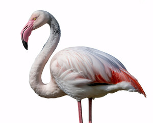 Elegant flamingo with vibrant pink feathers stands gracefully against a clean white background, perfect for design