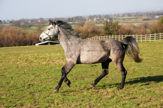 Beautiful dapple grey horse moves across a field in rural Shropshire, enjoying the freedom to run outdoors.