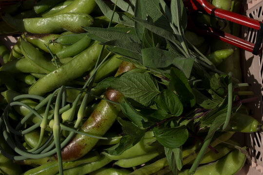 Vibrant Green Beans, Garlic Scapes & Fresh Herbs Harvest