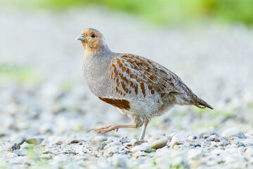Grey partridge / Rebhuhn (Perdix perdix)