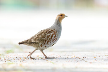 Grey partridge / Rebhuhn (Perdix perdix)