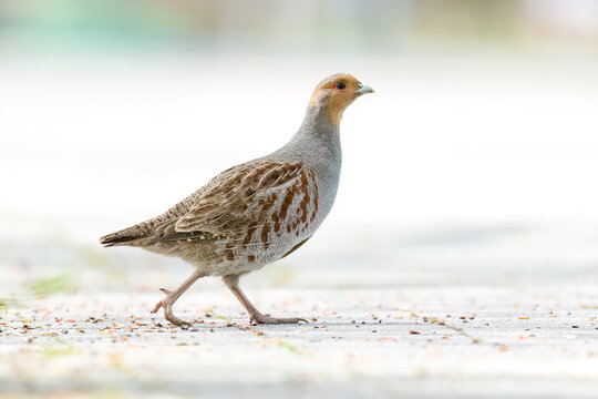 Grey partridge / Rebhuhn (Perdix perdix)