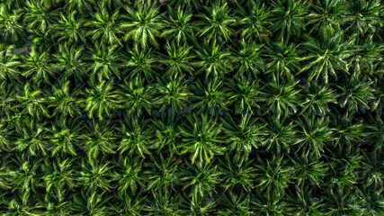 Aerial top view of coconut trees field plantation, Tropical plant coconut palm tree, Coconuts tree plantation.