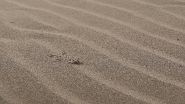 A toed headed agama hiding inside the desert sand of Thar desert