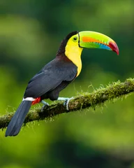 Selbstklebende Fototapeten Tukan Keel-billed toucan / Fischertukan (Ramphastos sulfuratus)  © Hannes Bonzheim
