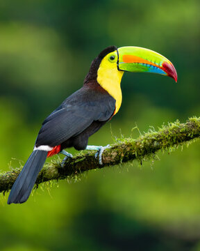 Keel-billed toucan / Fischertukan (Ramphastos sulfuratus)