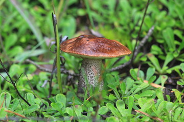 birch bolete mushroom in a summer forest