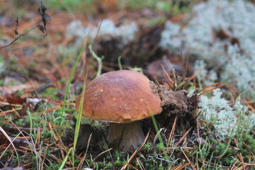 porcini mushroom in a summer forest